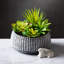 Plante grasse artificielle Darwen