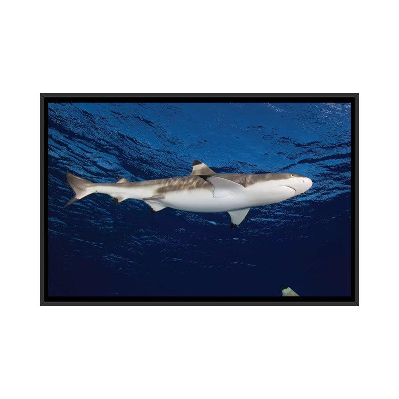 " Blacktip Reef Shark, Yap, Micronesia I " by Andreas Schumacher, 18" H x 26" W x 1.5" D, Black Framed Canvas, No Mat
