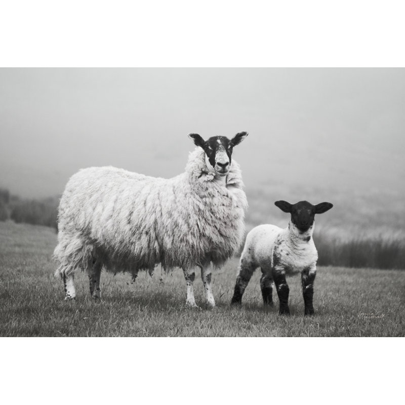 Islay Sheep I par Laura Marshall - photographie sur toile, H 12 po x l 18 po