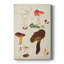Mushroom Species XI - Gallery Cavas-117752713