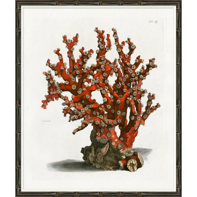 Red Coral II Giclee Print by Soicher Marin Archives