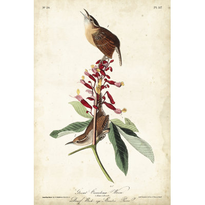 Great Carolina Wren
