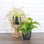 Live Air Purifying Houseplant Set in Classic Pots-70535093