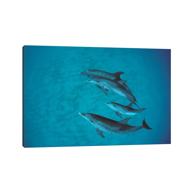 Atlantic Spotted Dolphin Group With Unspotted Calf, Bahamas by Flip Nicklin - Wrapped Canvas Print