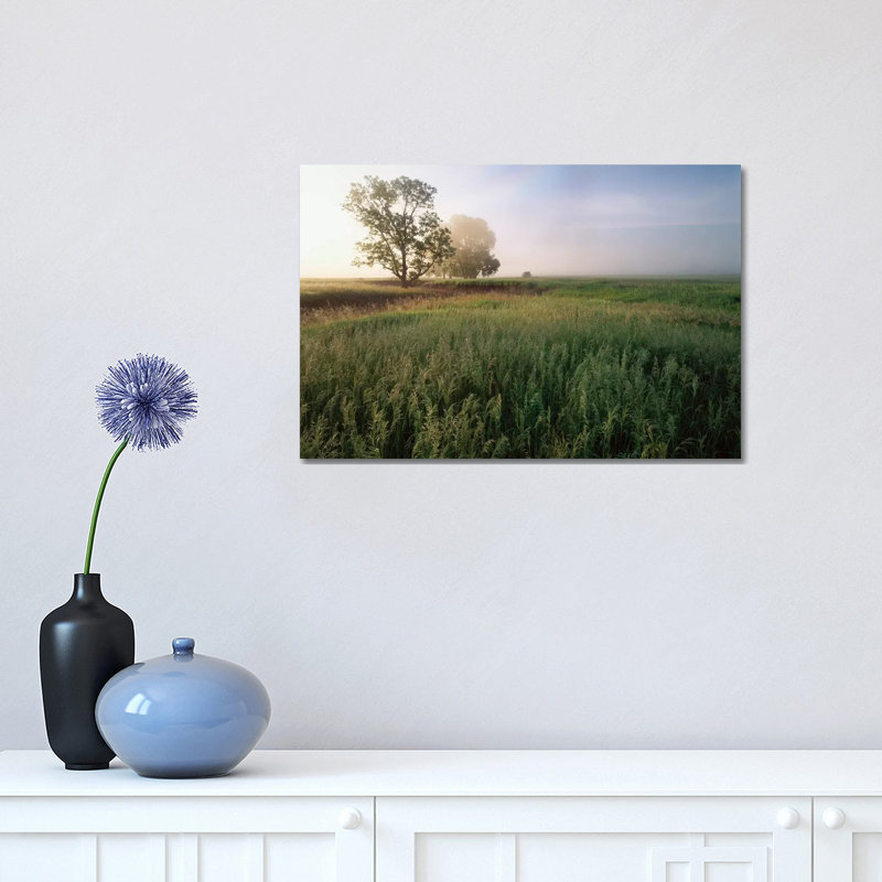 Oak Trees Shrouded in Fog, Tallgrass Prairie in Flint Hills Which Has Been Taken over by Invasive Great Brome Grass, Kansas 1 Piece Wrapped Canvas Wall Art