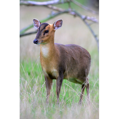 Chico Muntjac - Wrapped Canvas Print