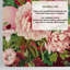 Cevilla Dark Velvet Floral Wallpaper