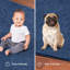 Tapis bleu Amberrae