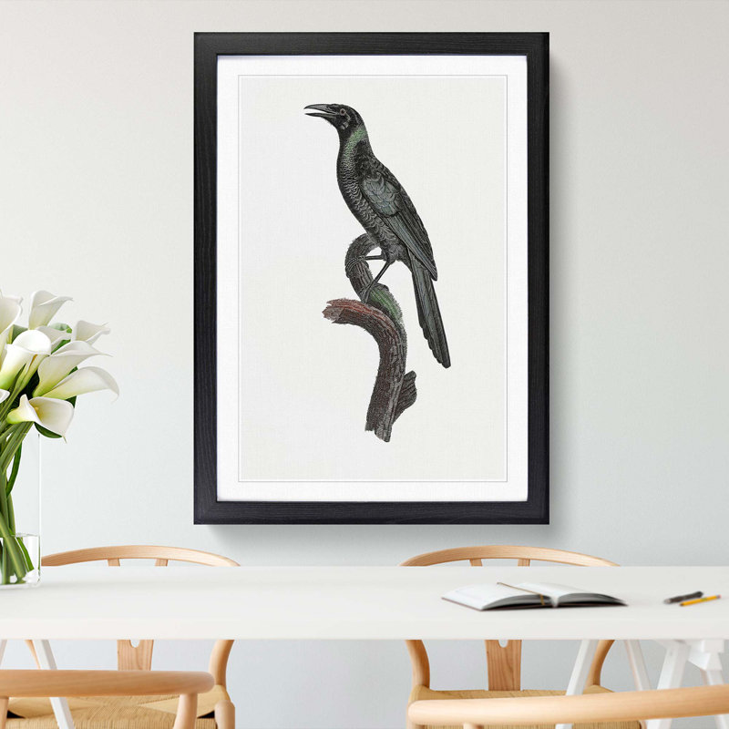 Manucode Bird of Paradise by Jacques Barraband - Picture Frame Painting Print, 65cm H x 48cm W x 2cm D, Black Framed