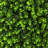 Faux Evergreen Topiary-461490589-461490576