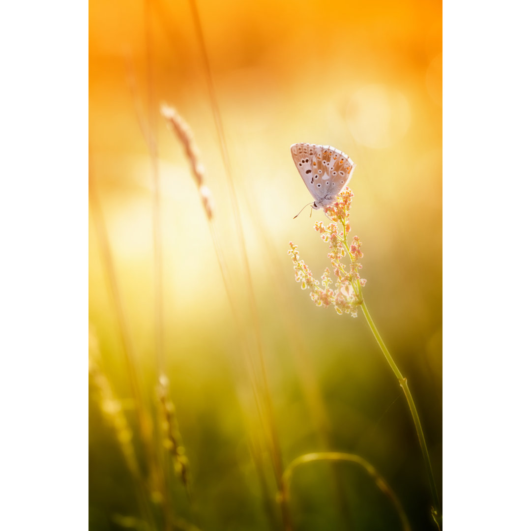 Bunter Gemeiner Schmetterling von Rike - Leinwandbild