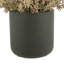 Seeded Eucalyptus Arranged in a Fiberstone Pot-152904423-152904422