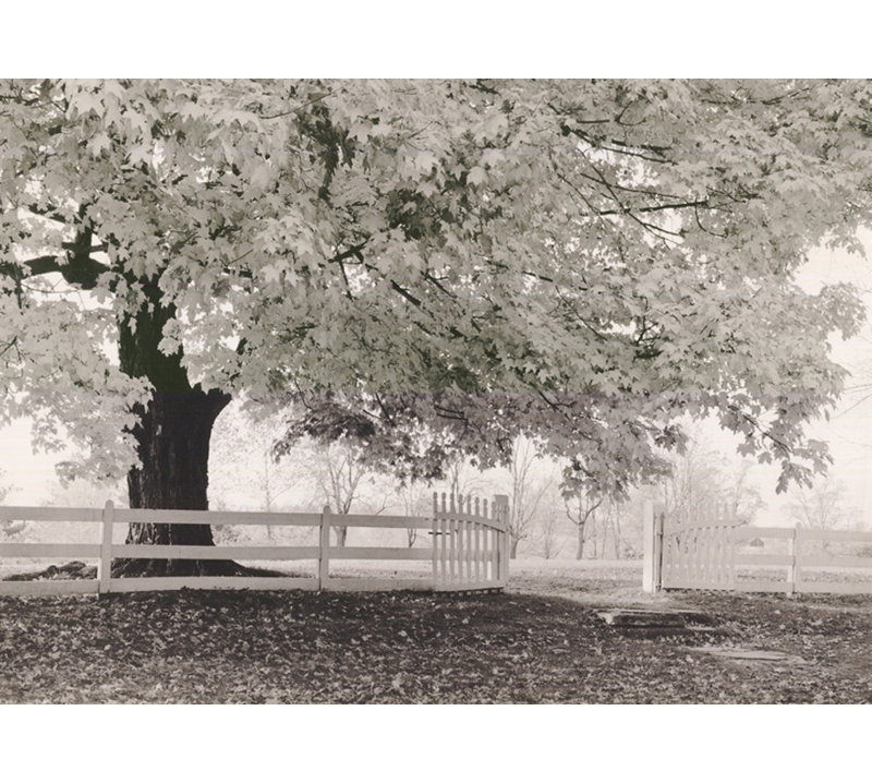 Automne matin MCG-M1644, H 13 po x l 18 po