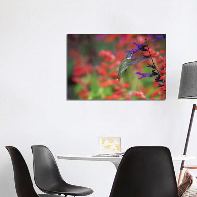 Ruby-throated Hummingbird On Purple Majesty Salvia. Marion County, Illinois. by Richard & Susan Day - No Frame Gallery-Wrapped Canvas Giclée on Canvas