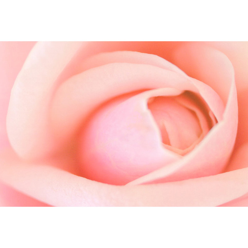 Rose, H 16 po x l 24 po