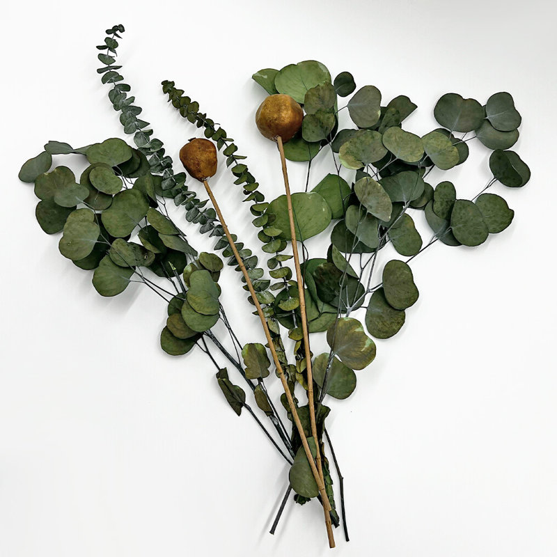 Véritables bouquets mélangés d'eucalyptus préservés - mélange de 12 - grand, H 20 po x l 4 po x P 9 po