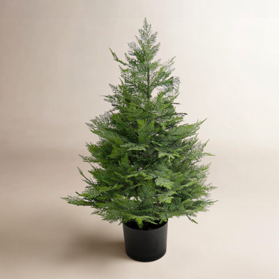 36" Cypress Tree in Pot