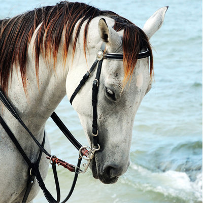 «Horse in Sea Breeze» par Chelsea Art Studio - impression d'art graphique