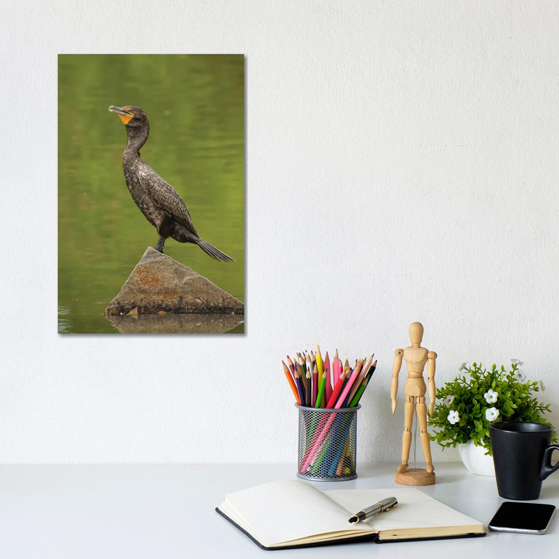Sun Bathing Double-Crested Cormorant by Louis Ruth - Wrapped Canvas Print, 20.32 cm H x 30.48 cm W