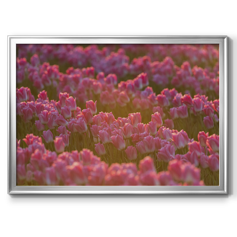 Field of Tulips I, reproduction d'art sur toile, H 14 po x l 20 po x P 1,5 po, Argent