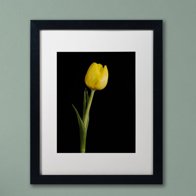 Keona, tulipe jaune sur fond noir, reproduction de photo encadrée 5