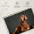 Loyal Irish Setter-63760109