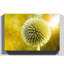 Yellow Flower Globe Thistle Photographic - Wrapped Canvas-19042760