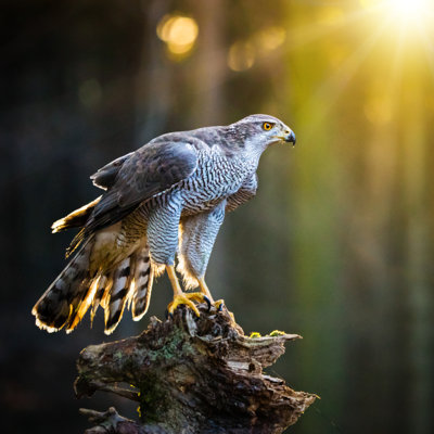 Goshawk Is Sitting On The Tree Stump - Wrapped Canvas Print