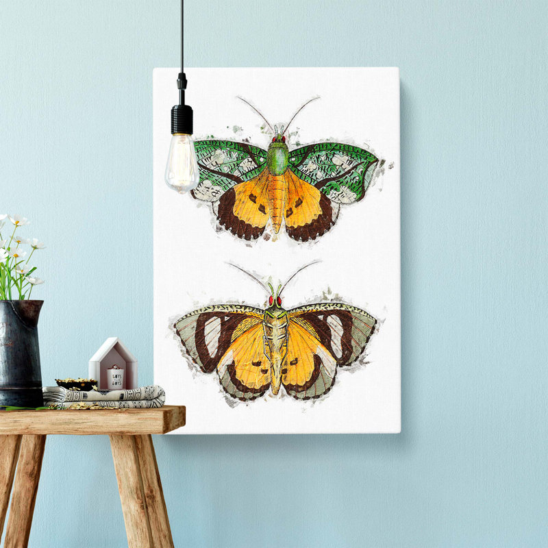 Hypermnestra Moth by George Shaw - Wrapped Canvas, 50cm H x 35cm W x 3cm D