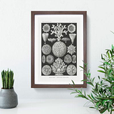 Hexacorallia Coral Vol.1 by Ernst Haeckel - Framed Print