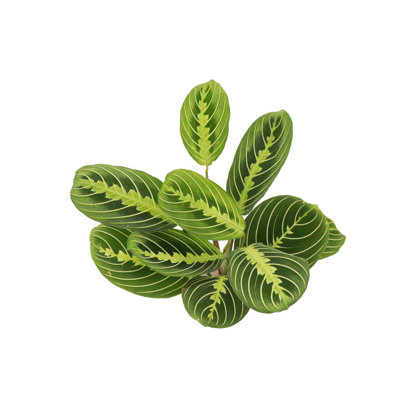 Live Lemon Lime Prayer Plant