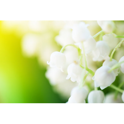 Lily of the valley