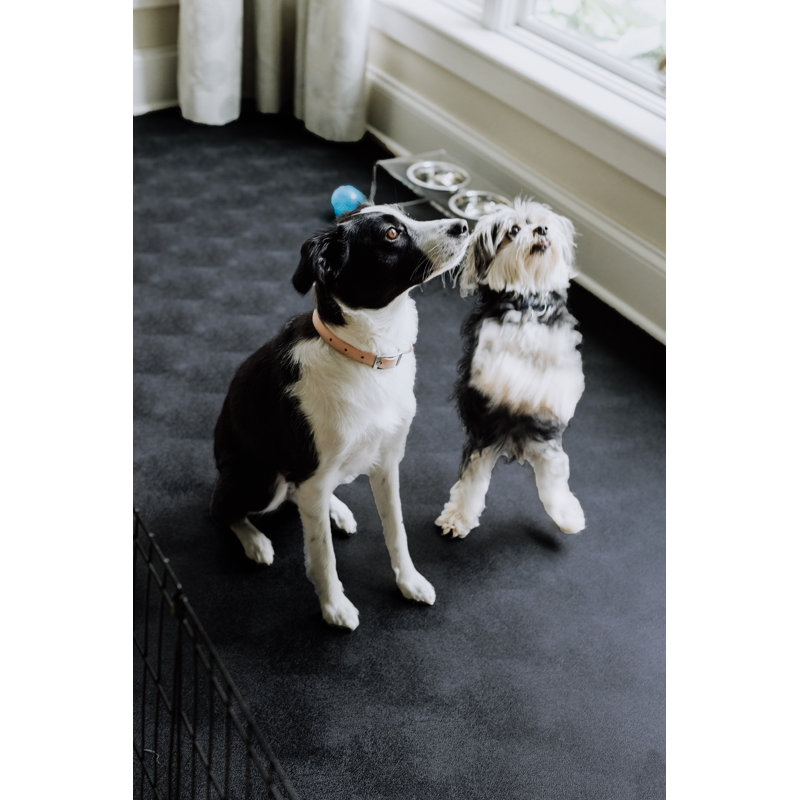 Midnight Black Vinyl Pet Floor Protector, 8.5 ft x 22 ft