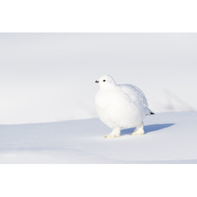 " Willow Ptarmigan (Lagopus Lagopus) "