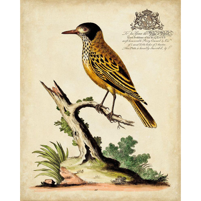 Art Lark Manor Edwards, George avec toile tendue, "Regal Birds IV", H 44 po x l 36 po