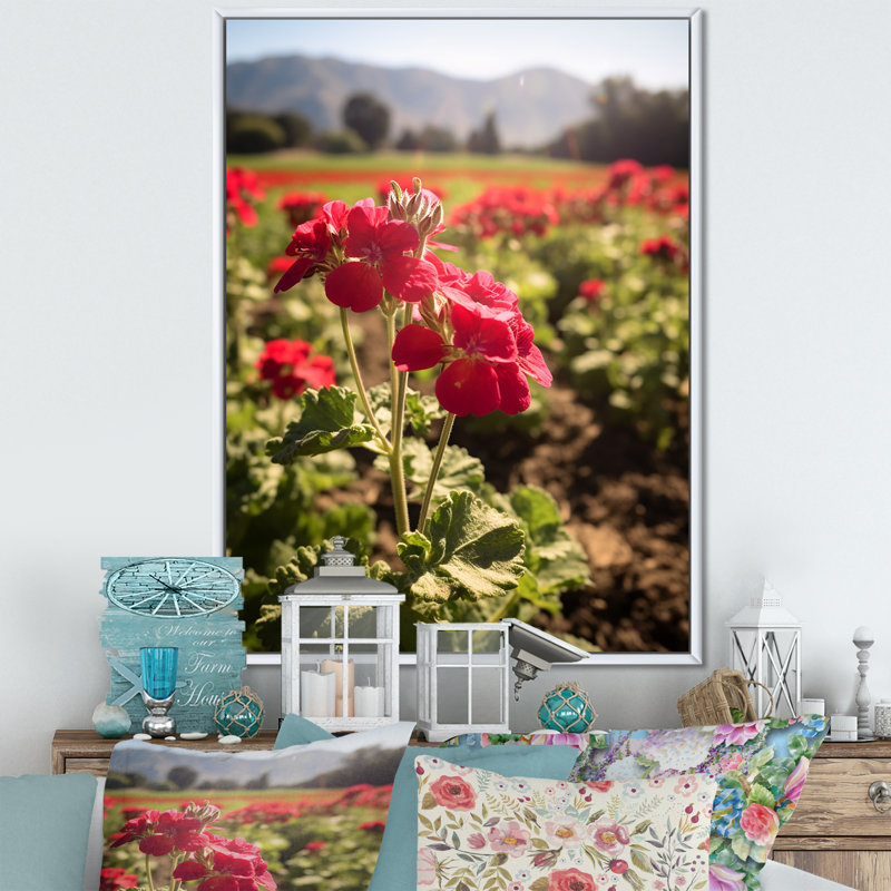 Photo Og Geraniums Field I sur toile, Cadre flottant blanc, H 40 po x l 30 po x P 1,5 po