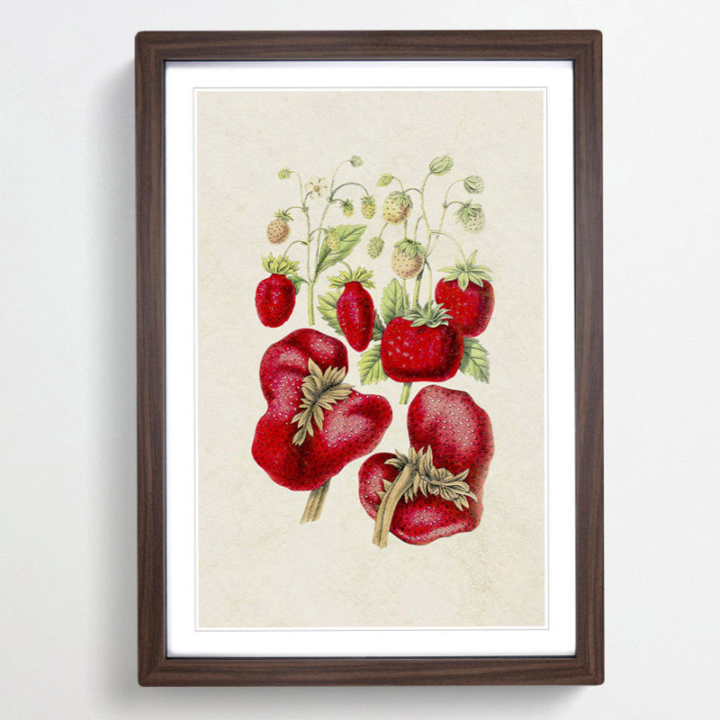 Illustration of Strawberry Plants - Framed Print, 36cm H x 27cm W x 2cm D, Walnut Framed