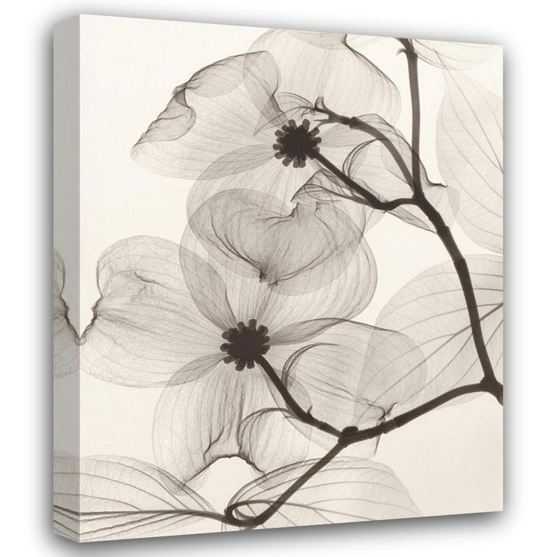 Cornouiller en fleurs IMA-M526, H 24 po x l 19 po