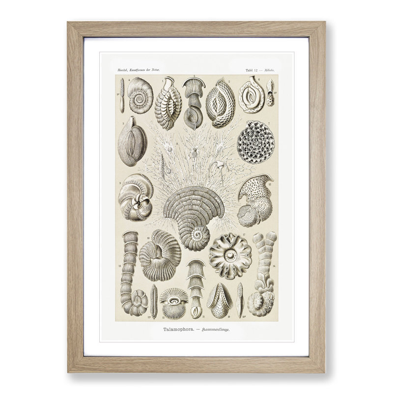 Study of Shells by Ernst Haeckel - Picture Frame Graphic Art, 36cm H x 27cm W x 2cm D, Oak Framed