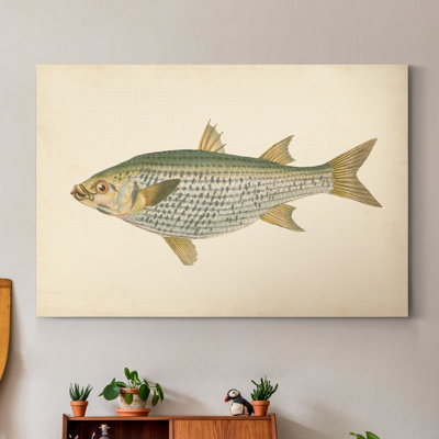 " Donovan Antique Fish IV "
