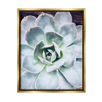 au-702-Framed " Succulent Leaves Water Droplets " by Irena Orlov Color Photography Print