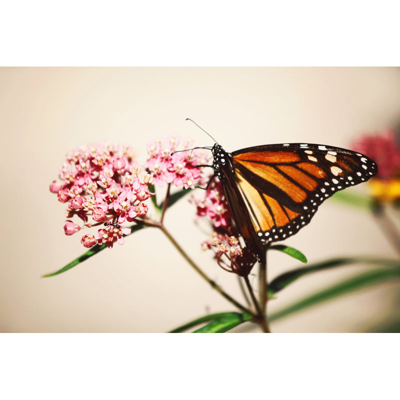 Monarch Butterfly On Milkweed - Wrapped Canvas Print, 30cm H x 46cm W x 3.8cm D