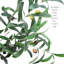 Olive artificielle en pot-748669064