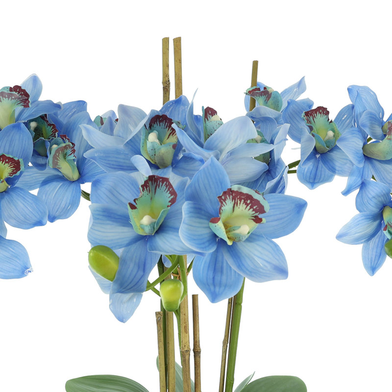 Orchidées disposées en pot de fibres, Bleu
