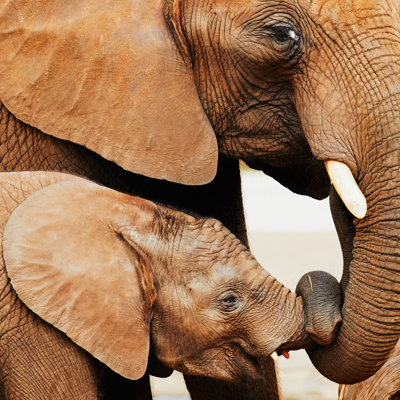 «Elephant and Calf» par Onnes - Photographie sur toile tendue