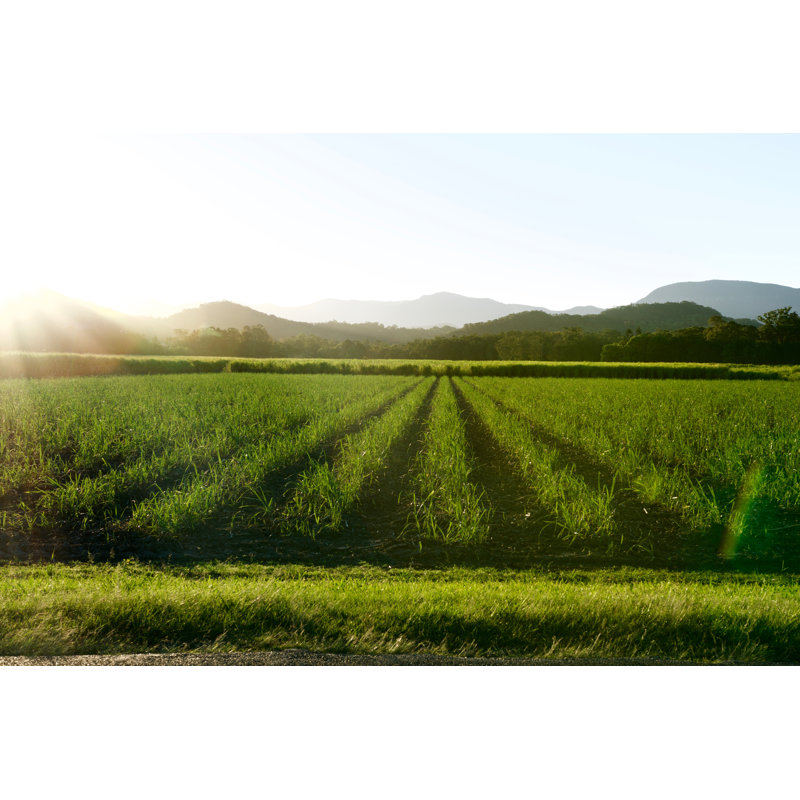 Sunlit Sugar Cane Farm par Searsie, H 20 po x l 30 po