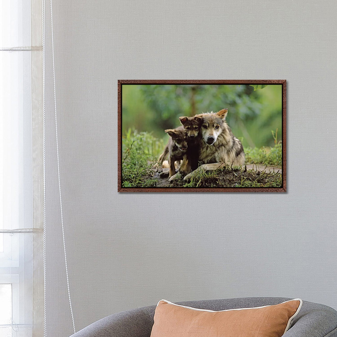 Two Captive Bred Mexican Gray Wolf Pups With Their Mother At The Sedgwick County Zoo von Joel Sartore - Gallery-Wrapped ...