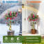 Plant-780491979