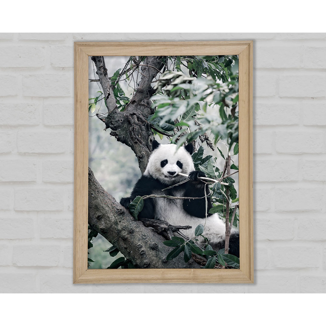 Panda Tree Lover Gerahmter Druck