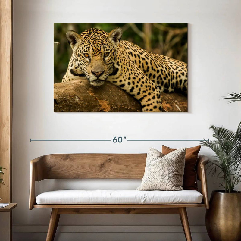 Jaguar intense, H 30 po x l 45 po